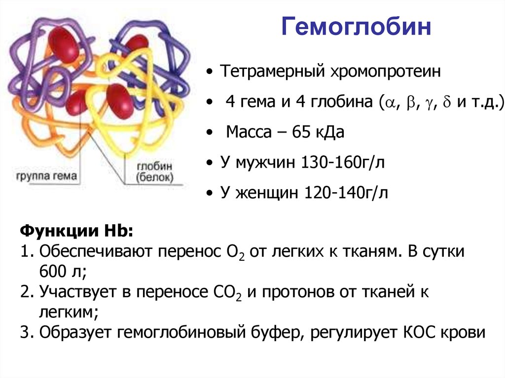 норма гемоглобина